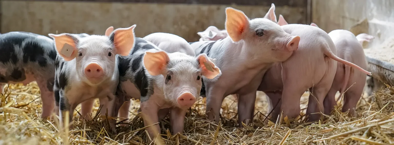 Group of pigs featured on 7Livestock.com